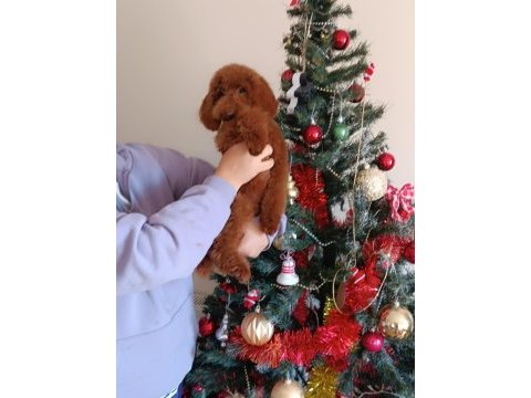 6 aylık red brown erkek poodle
