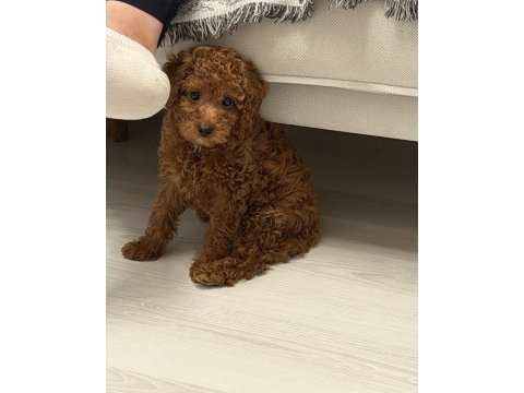 Orjinal kore kan toy poodle dişi