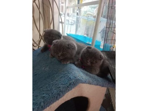 Yavru kediler yeni yuvasına gitmeye hazır