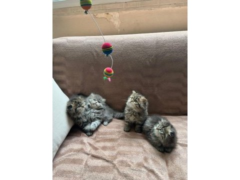 Chinchilla scottish fold dik kulak karışık 8 yavru