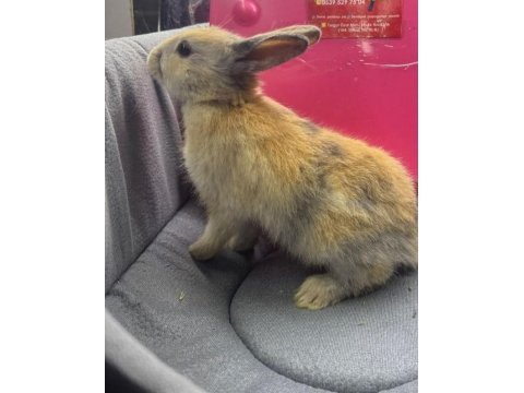 Cüce netherland dwarf tavşan