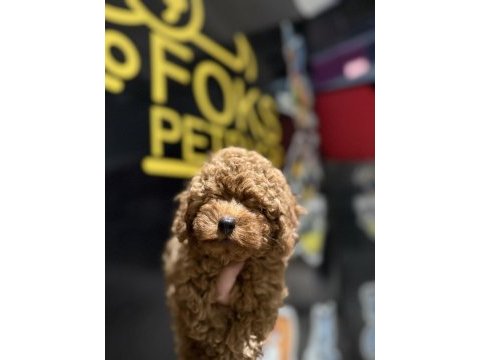Toy poodle yavrular