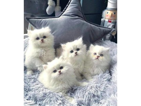 Chinchilla yavrularımız evinizin neşesi olacaktır 