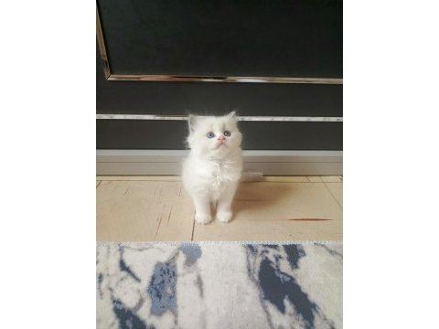 Show kalite safkan scottish fold bebekler