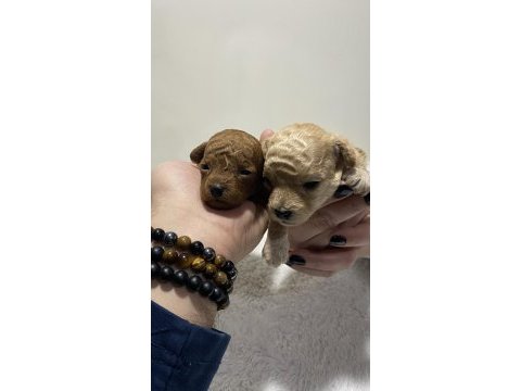 Apricot renk teacup dişi kg garantili poodle
