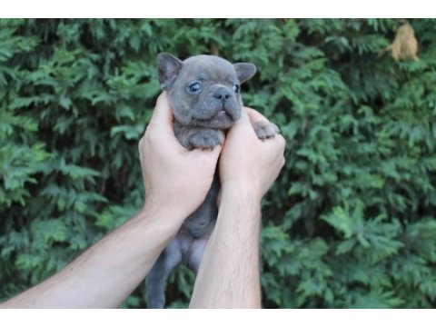 Egzotic french bulldog yavrularımız