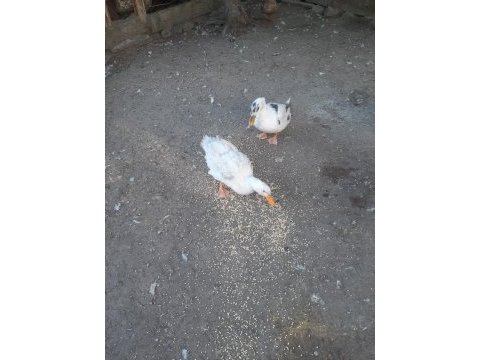 1 yaşında 2 dişi ve 1 erkek ördek
