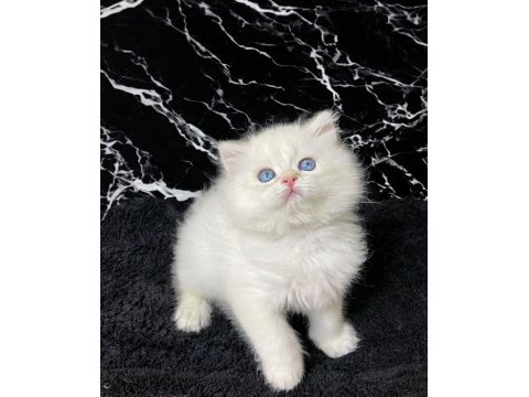 British longhair golden point erkek yavru