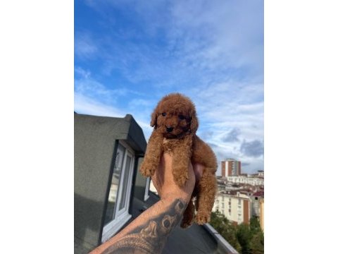 Safkan red toy poodle yavrumuz