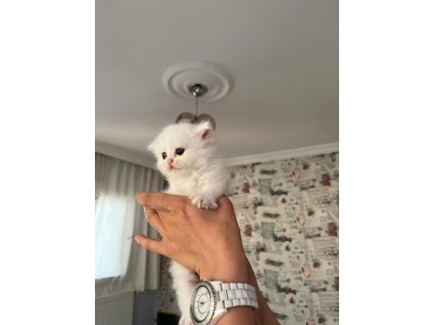 Safkan beyaz mavi gözlü longhair bebekler