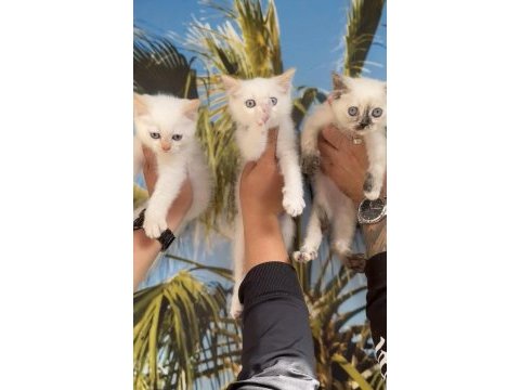 Safkan british shorthair eğitimli kediler