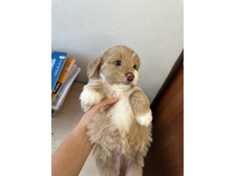 1.5 aylık orjinal maltipoo yavruları