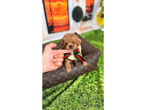 Tüy dökmeyen poodle minikler ailelerini bekliyor