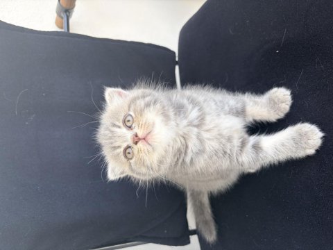 Safkan yavru kedimiz