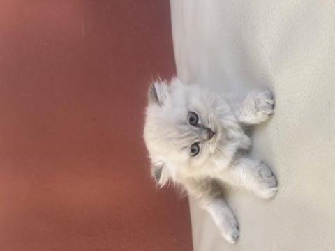 Scottish fold yavruları
