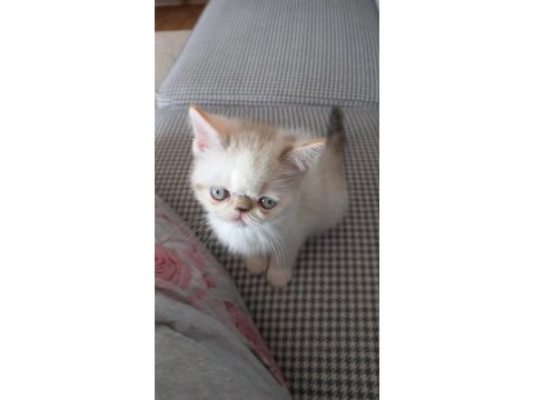 1 dişi ve 1 erkek exotic shorthair yavru