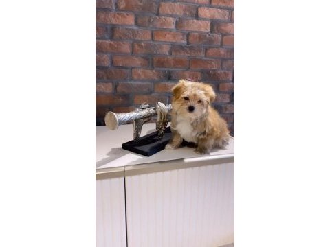 Teacup morkie bebeklerimiz