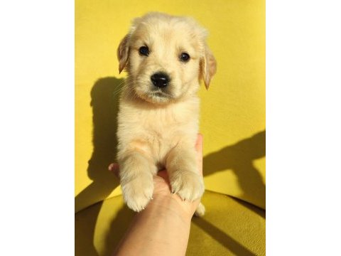 Golden retriever üst kalite bebek surat