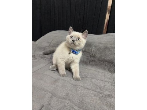 British shorthair 2 aylık