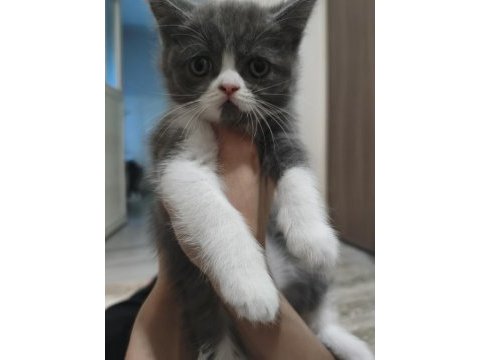 3 temmuz doğumlu dişi exotic shorthair