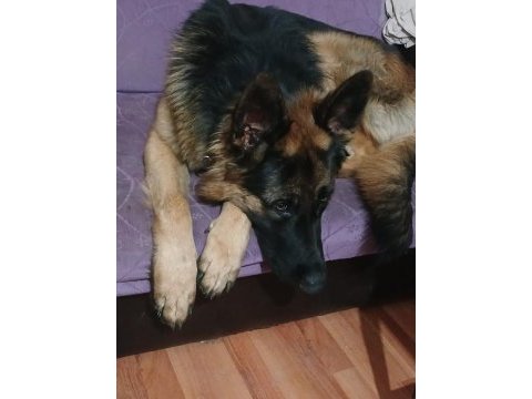2 aylık dişi alman çoban köpeği