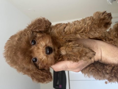 3 aylık dişi kore poodle