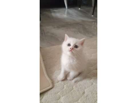 British shorthair yavrularımız