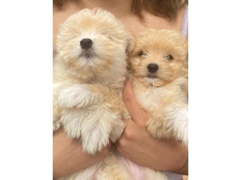 Harika maltipoo bebekler