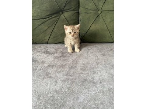 British shorthair