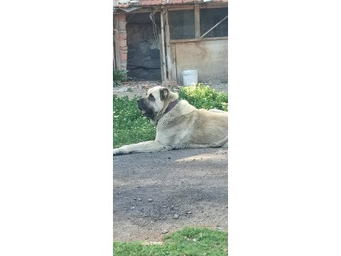 Dev ırk anadolu çoban köpeği