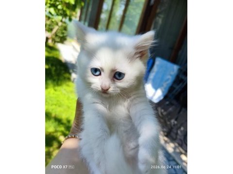 2 aylık british shorthair