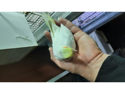 Yeni yeme düşmüş sultan papağanı yavrular
