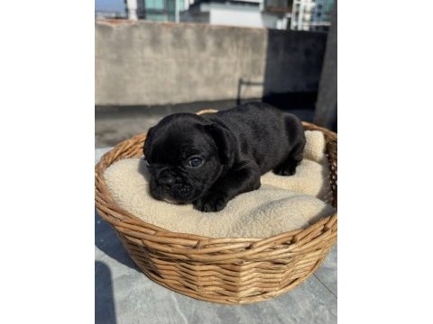 French bulldog yavru bebek