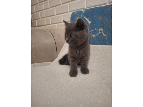 British shorthair kedisi