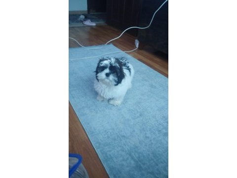 Shih tzu badem hanım