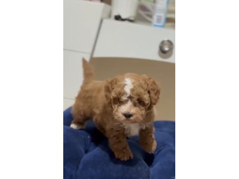 Maltipoo dişi erkek