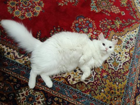 British longhair 1.5 yaş dişi