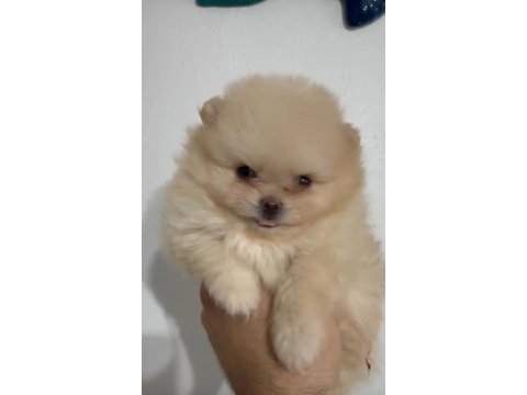 Pomeranian yavrularımız