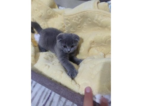 Ankara içi ilgilenen whatsapptan ulaşsın dişi scottish fold