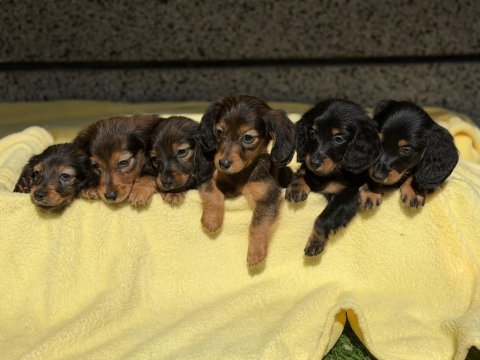 Dachshund köpeğimiz
