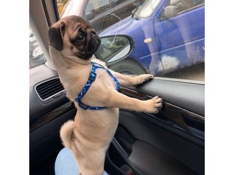 1 dişi ve 1 erkek pug yavrularım çok oyuncu çok uslular