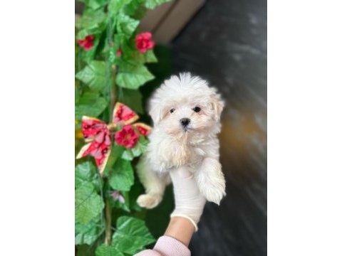 Maltese terrier yavrularımız için kampanya