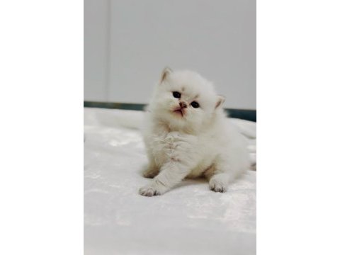 Mükemmel kalite british longhair yavrular