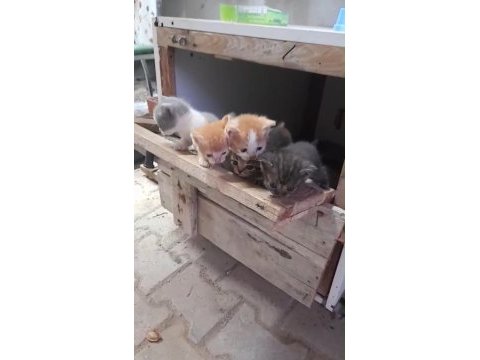 Cins kedimiz ile tekir çiftleşmesi
