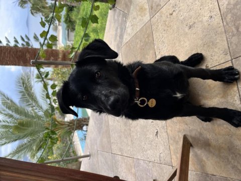 5 aylık labradoruma yuva arıyoruz