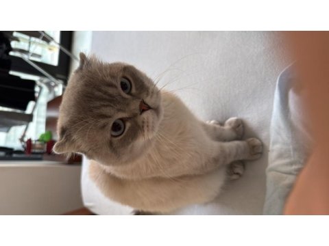 Evde kedi fazlalığından scottish fold