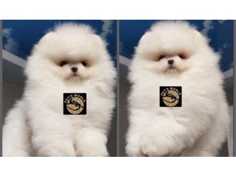 Pets world kentpark pomeranian boo