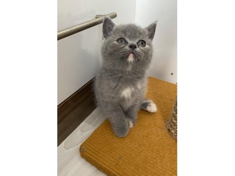 Gri dişi british shorthair