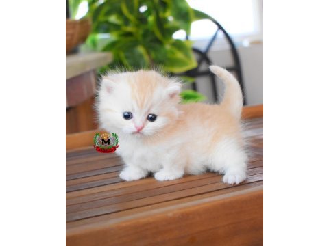 Munchkin cüce kedimiz erkek