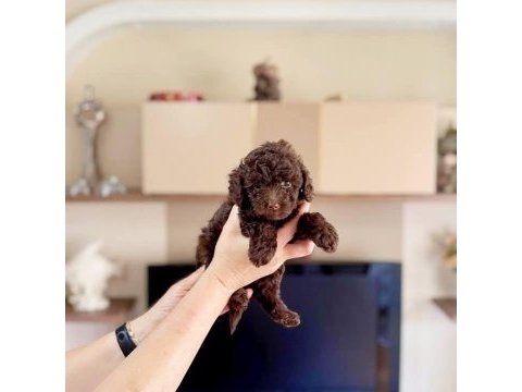 Erkek toy poodle köpeğimiz